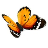 Orange butterfly