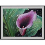 Pastel (Plum calla)